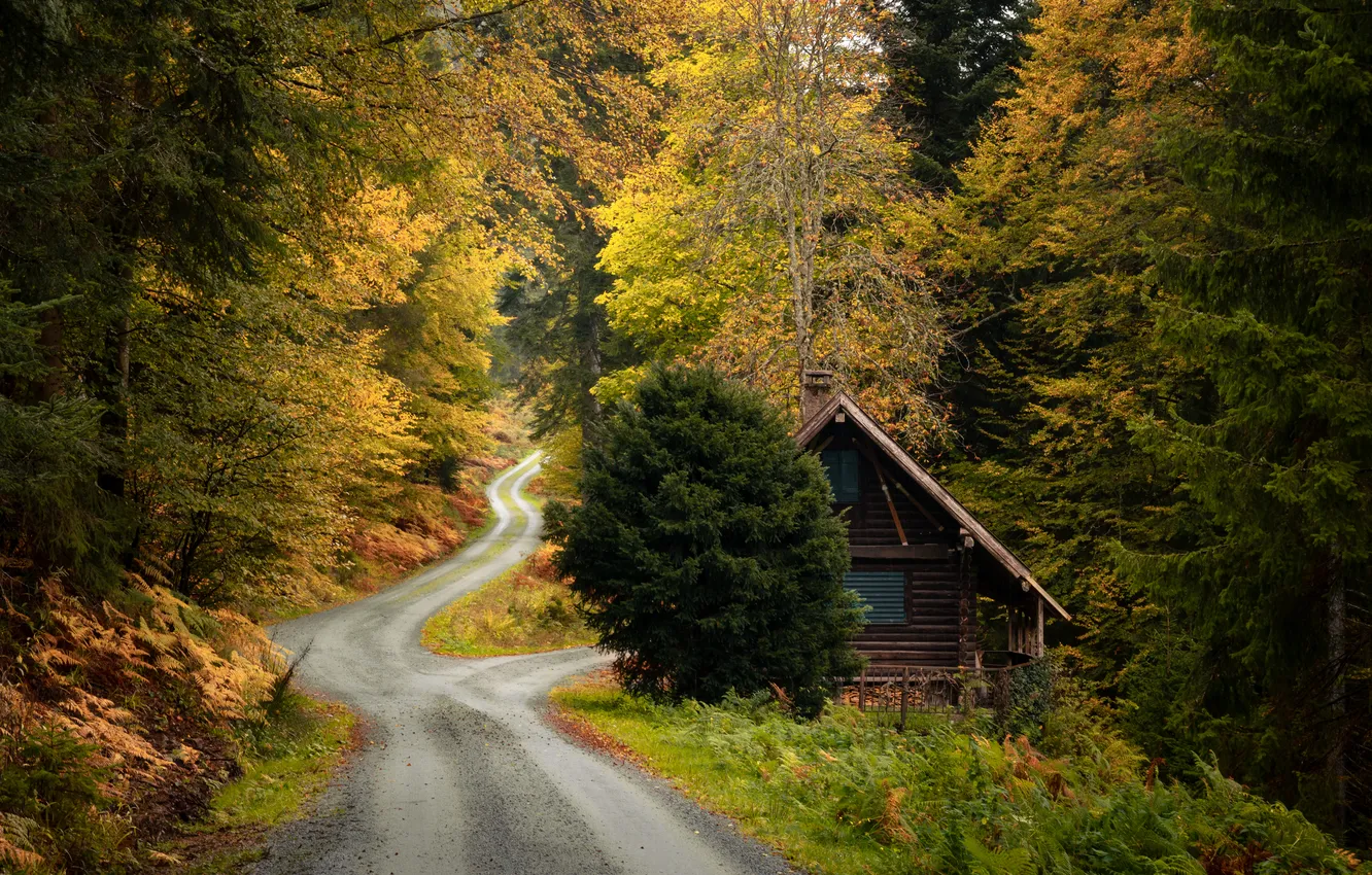 Photo wallpaper road, autumn, forest, house, the bushes, Derita