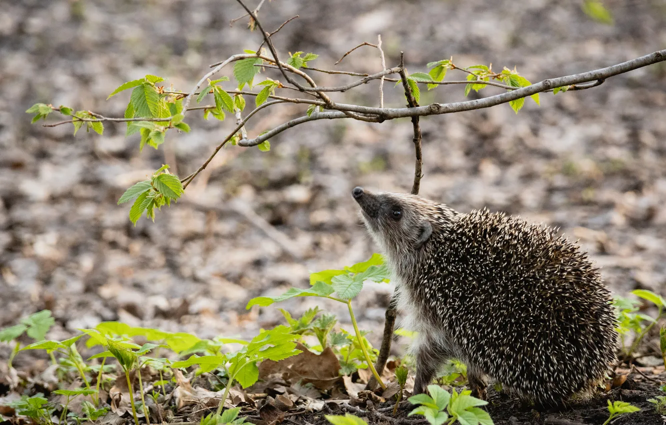 Photo wallpaper branches, nature, glade, foliage, spring, face, hedgehog, bokeh