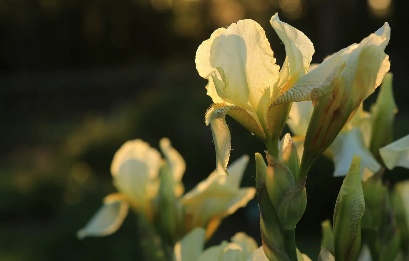 Photo wallpaper macro, iris, iris