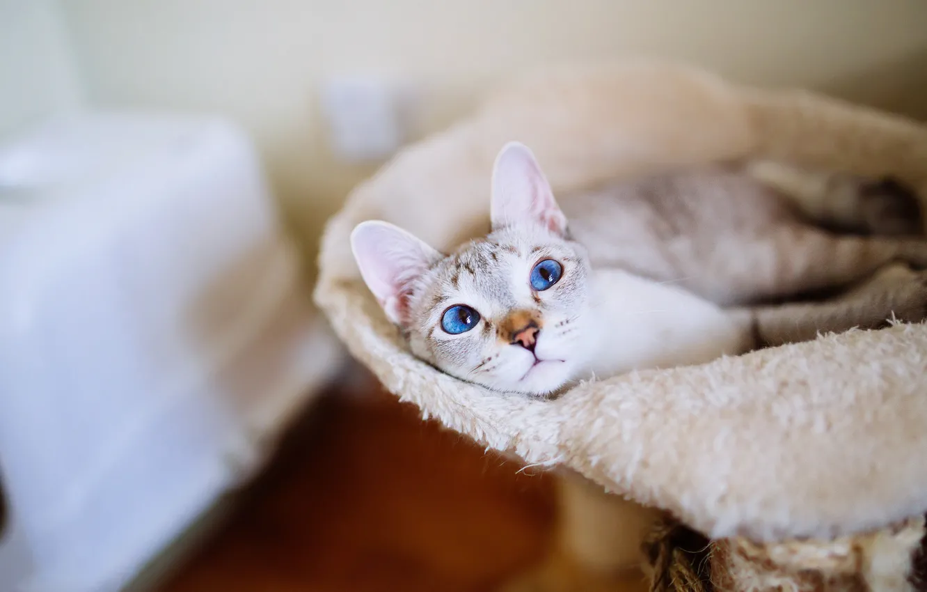 Photo wallpaper cat, cat, look, comfort, room, lies, fur, blue eyes