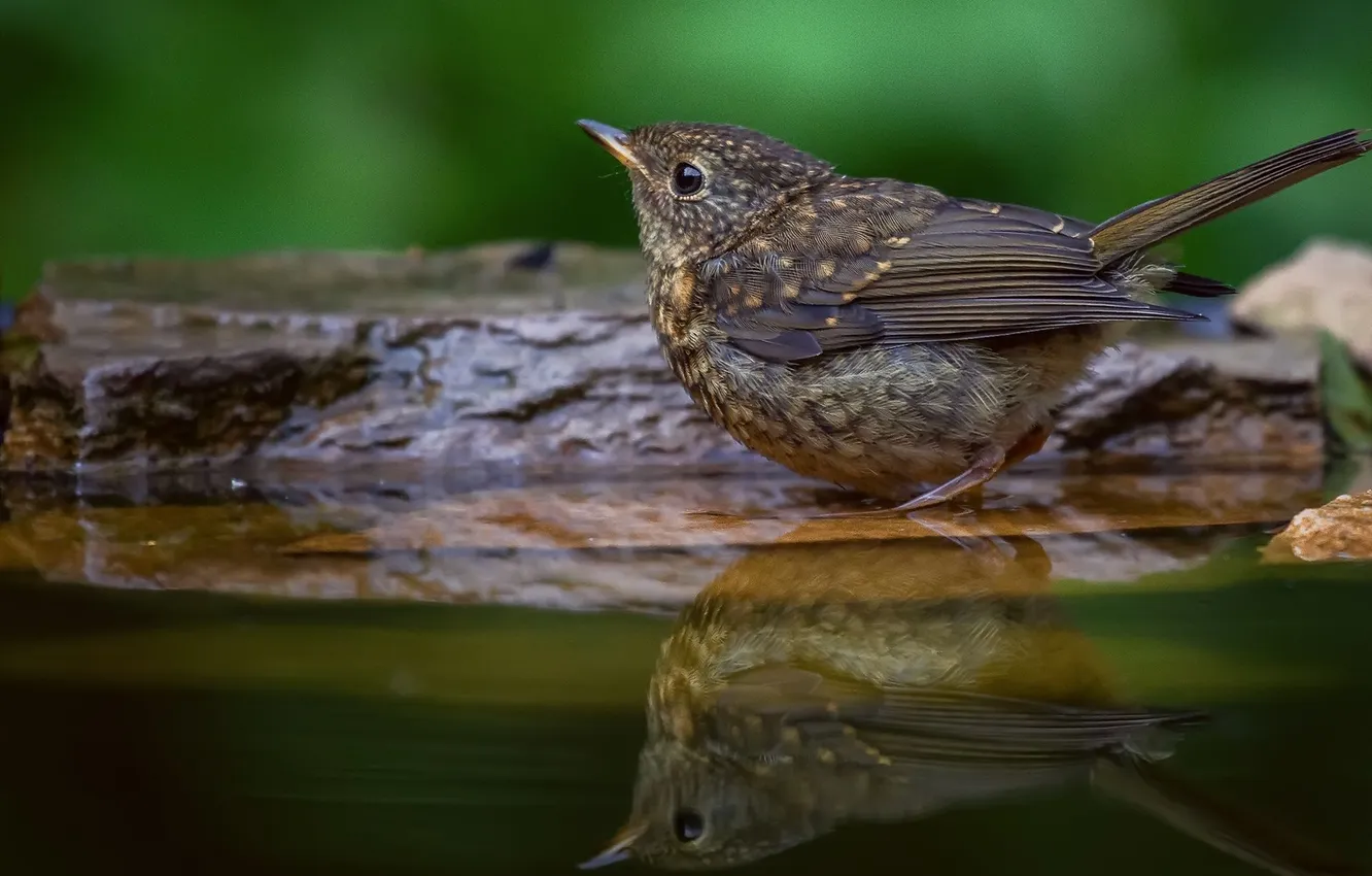 Photo wallpaper reflection, bird, Marat Kuchkaev, the meeting