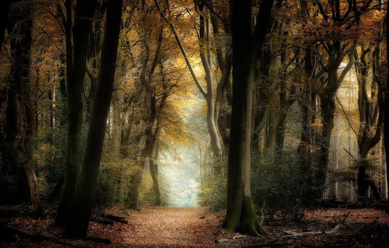 Photo wallpaper autumn, nature, Park