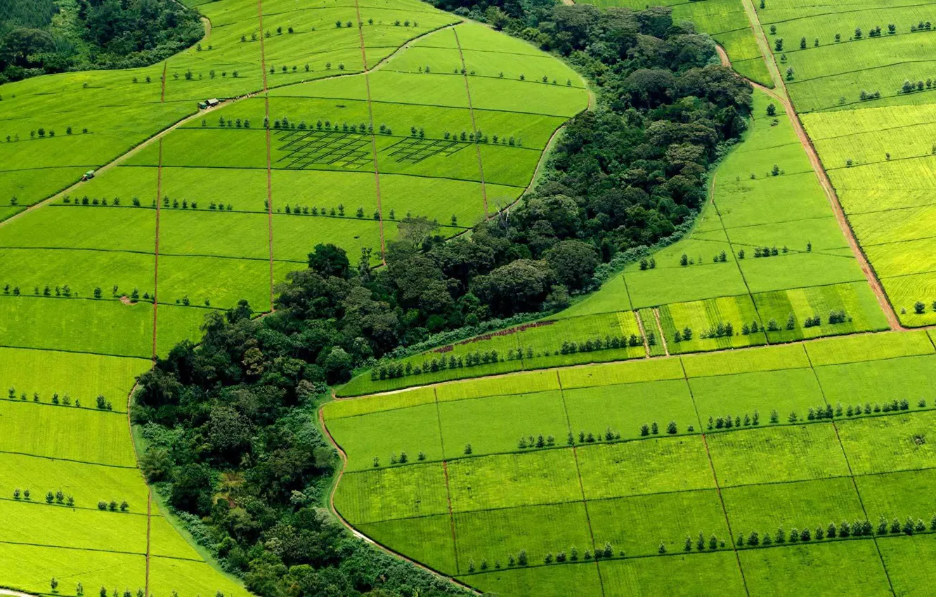 Photo wallpaper hills, tea, Africa, plantation, Kenya, Kericho County