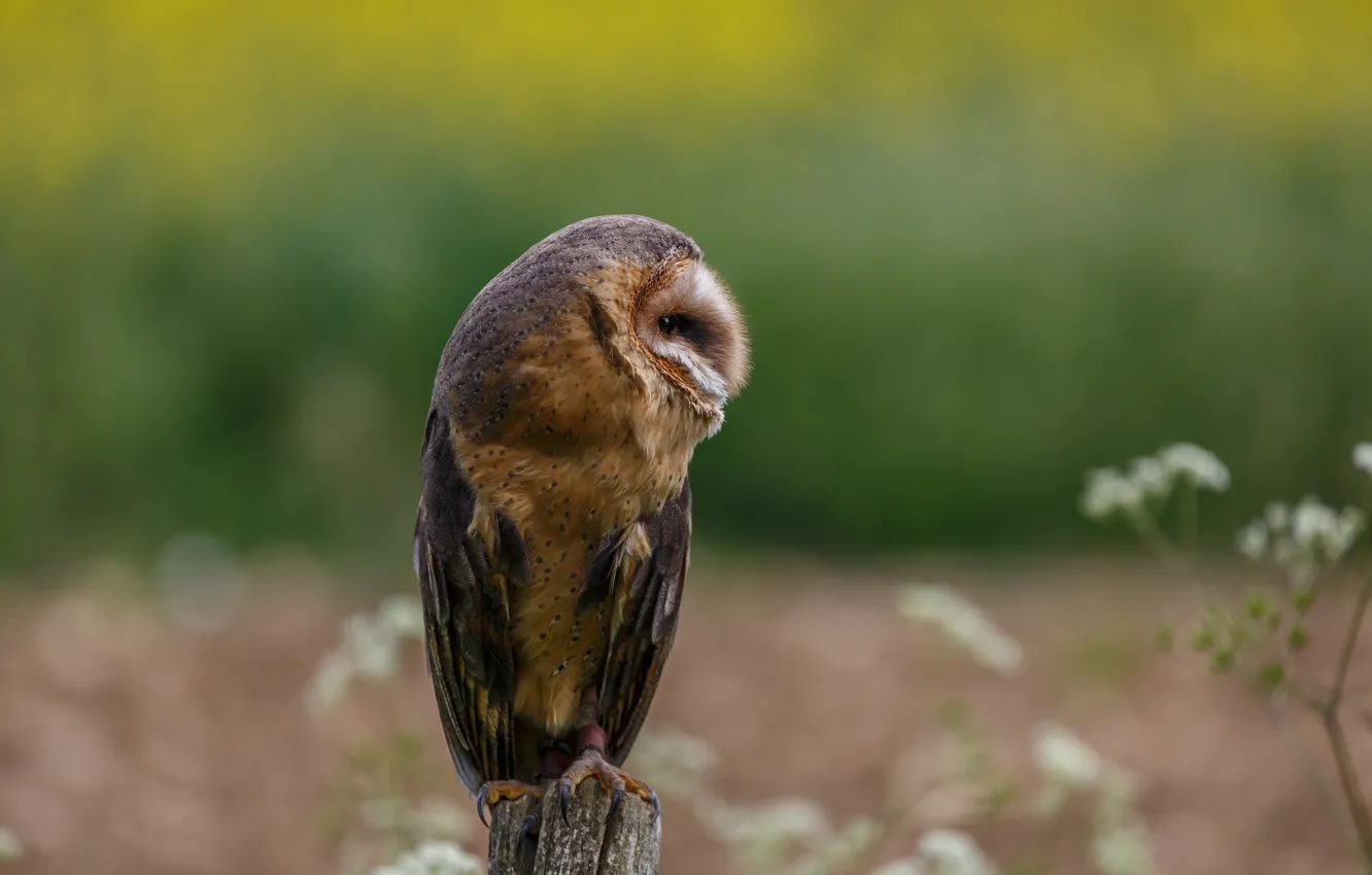 Photo wallpaper owl, bird, profile