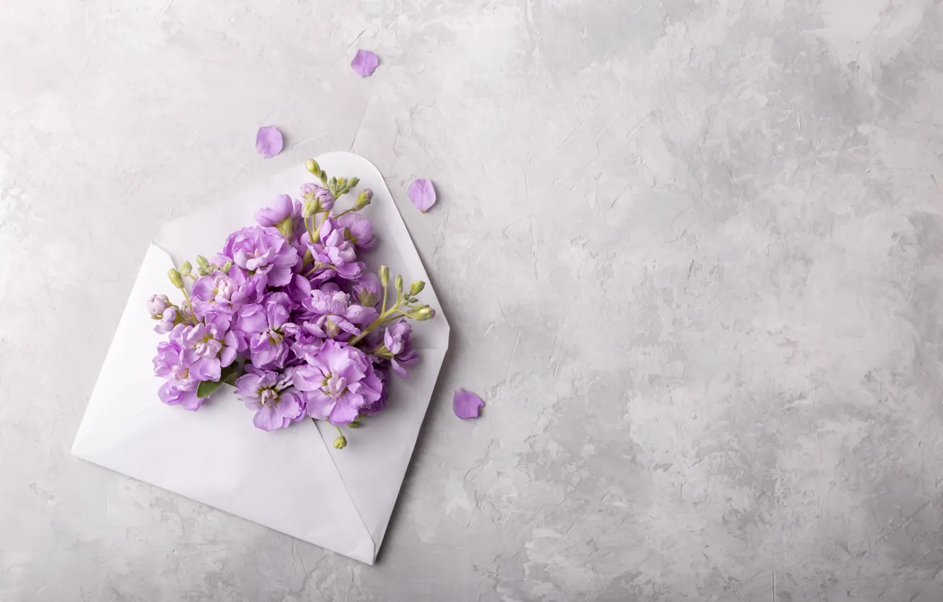 Photo wallpaper flowers, flowers, the envelope, spring, violet