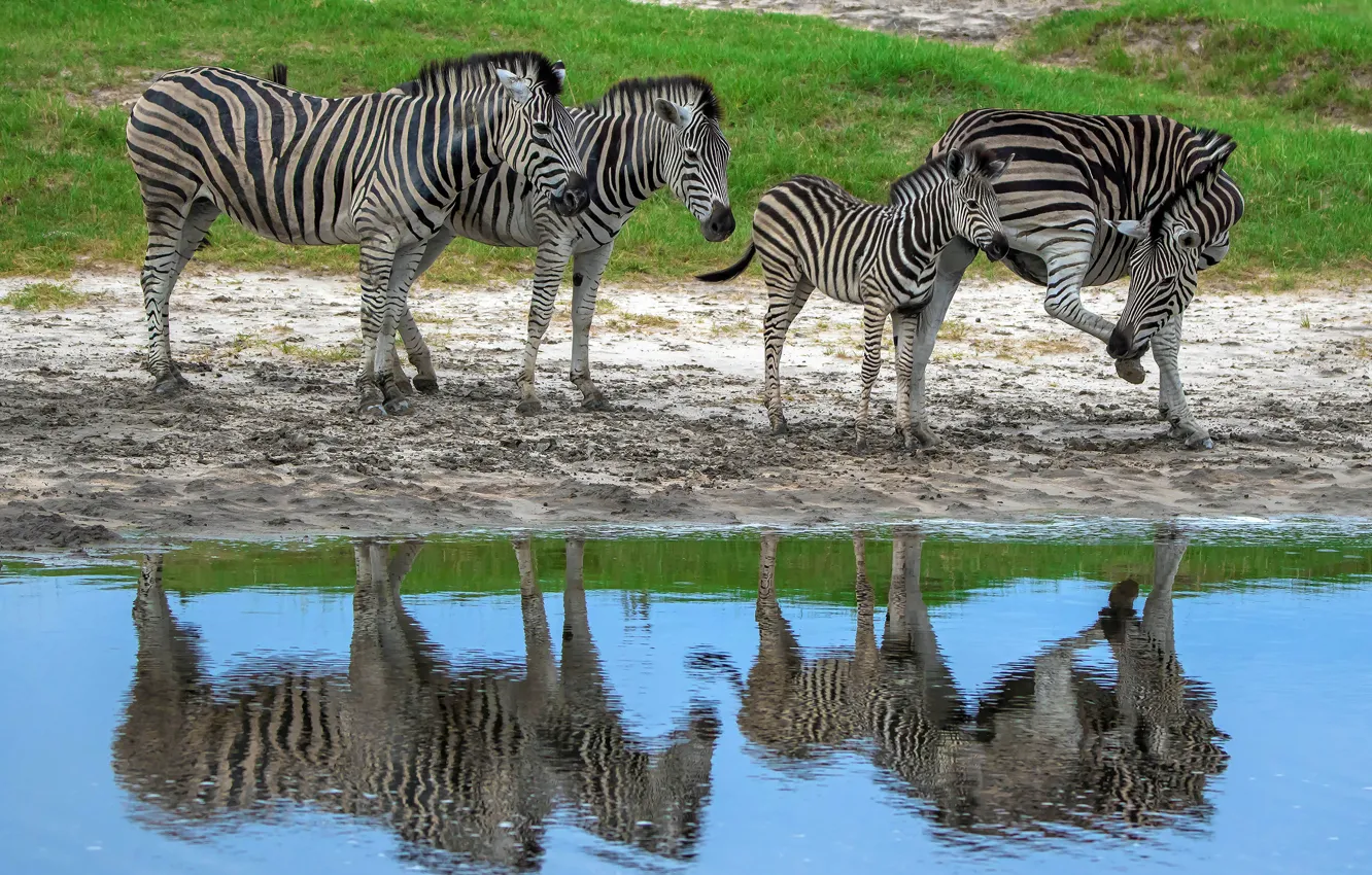 Photo wallpaper reflection, Zebra, the herd