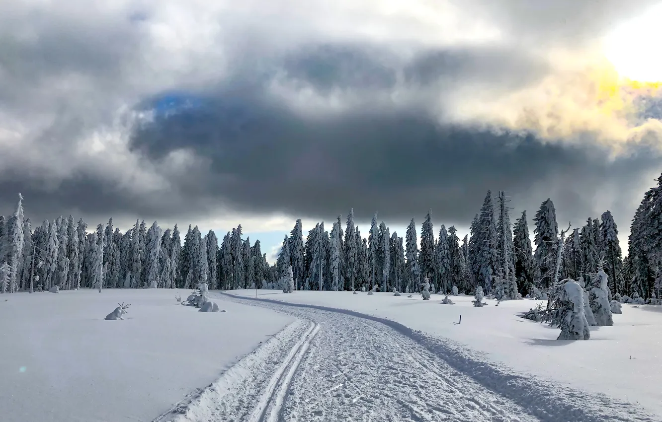 Photo wallpaper winter, road, forest