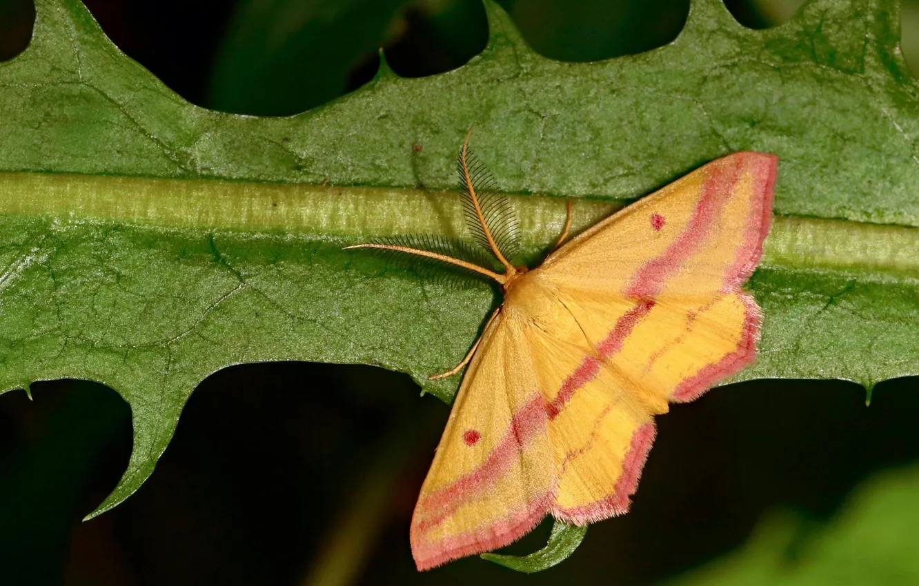 Photo wallpaper sheet, microsemi, wings, Butterfly, insect, beautiful, closeup