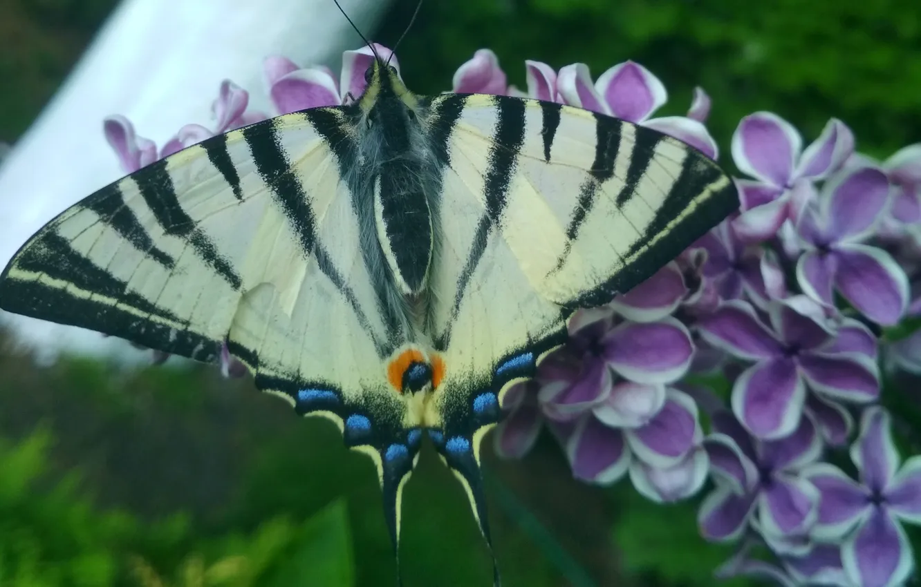 Photo wallpaper macro, butterfly, wings, beautiful, flowers, lilac, closeup