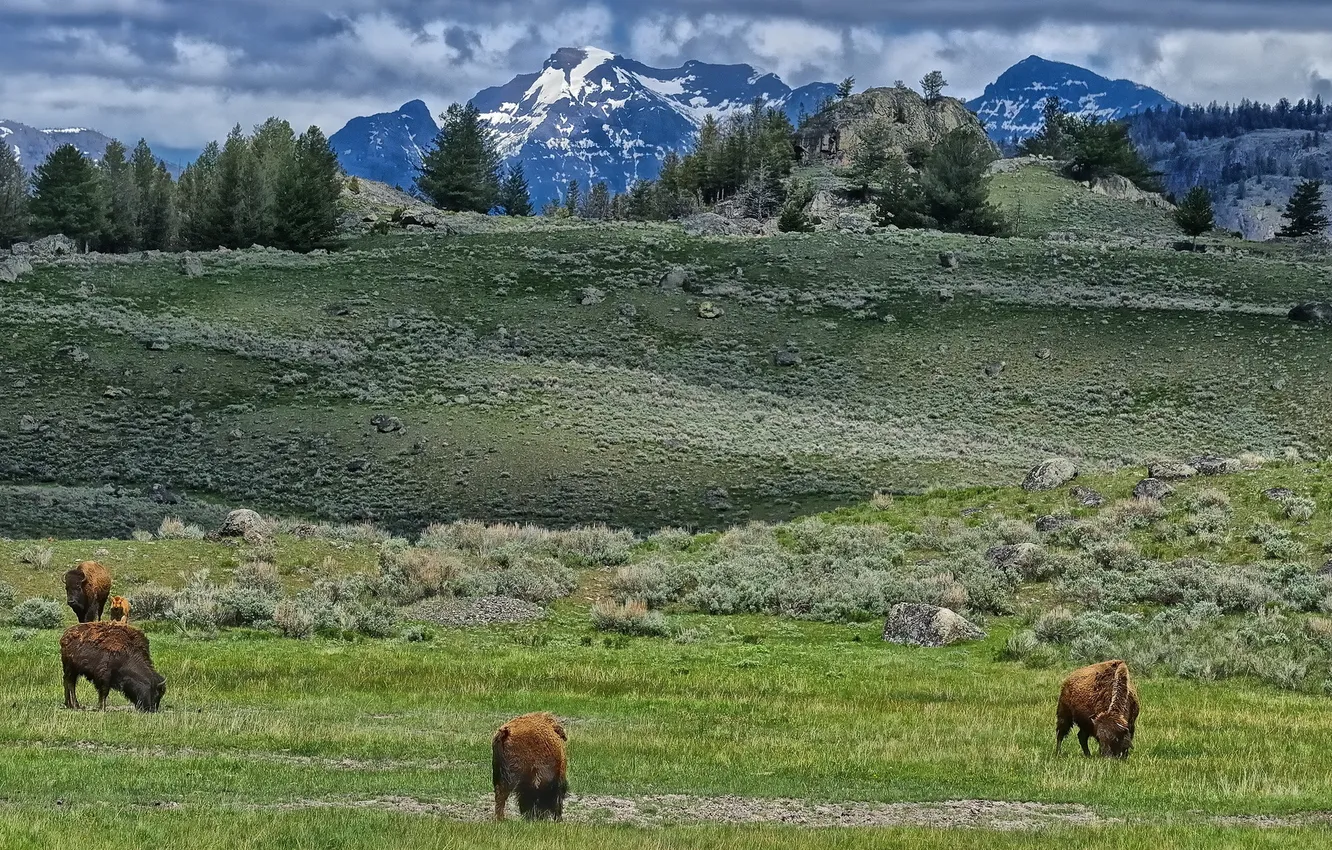 Photo wallpaper Yellowstone National Park, Lamar Valley, bison