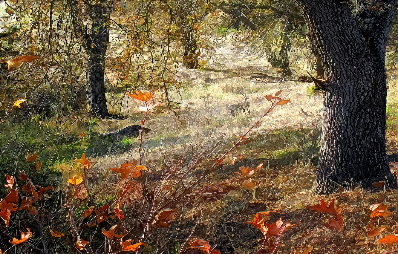 Photo wallpaper autumn, forest, trees, rendering