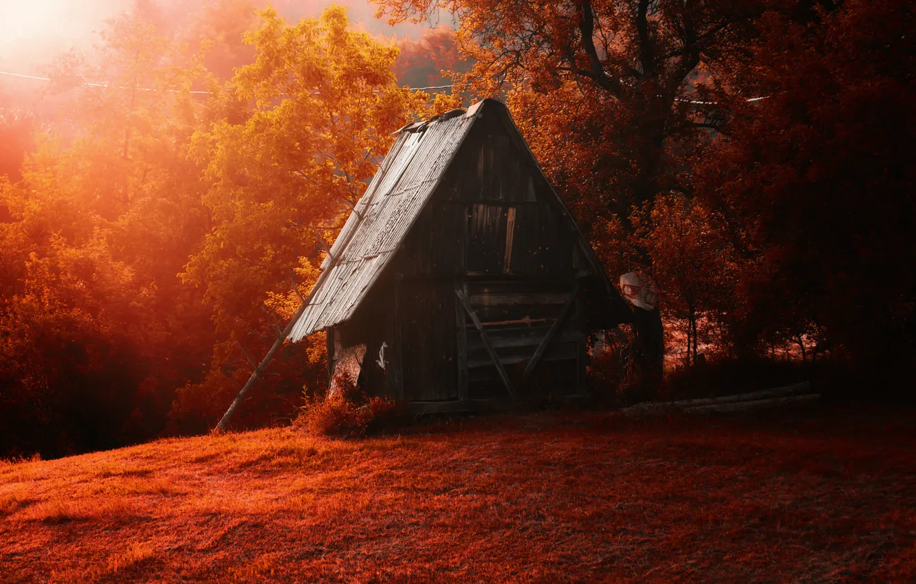 Photo wallpaper forest, trees, red, house, old, hut