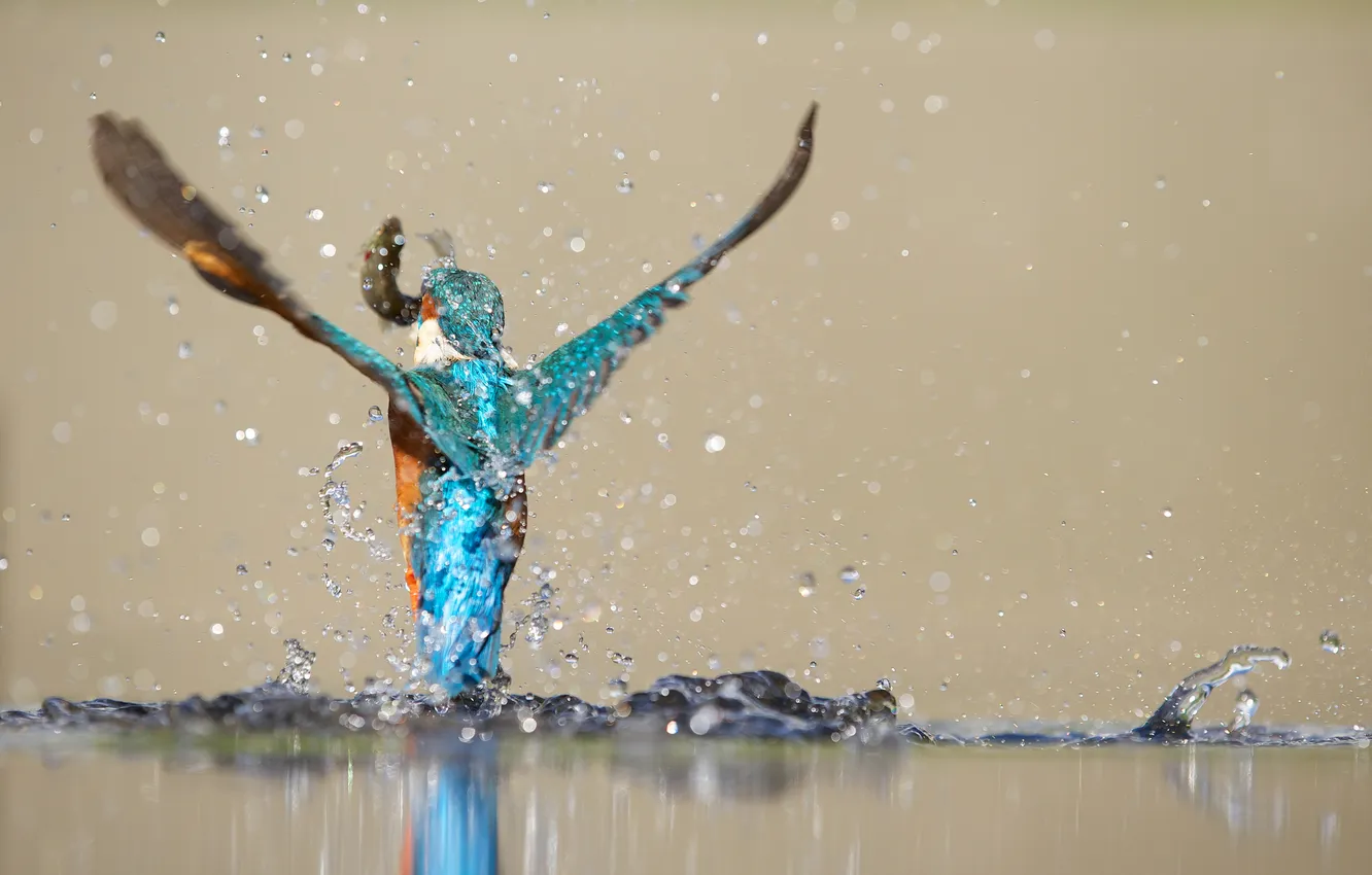 Photo wallpaper water, pond, bird, food, fish, stroke, Kingfisher, fish