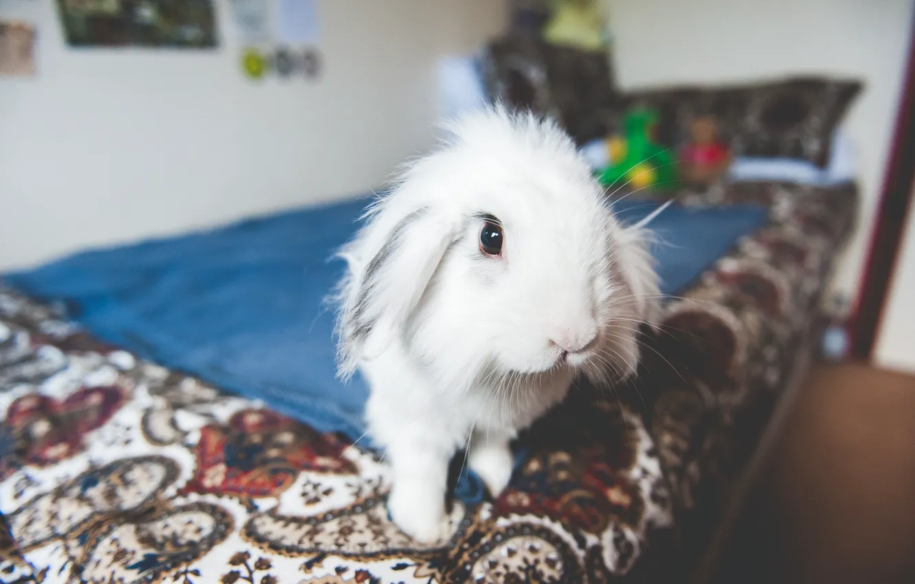 Photo wallpaper interior, rabbit, blurred, by jamiedenton
