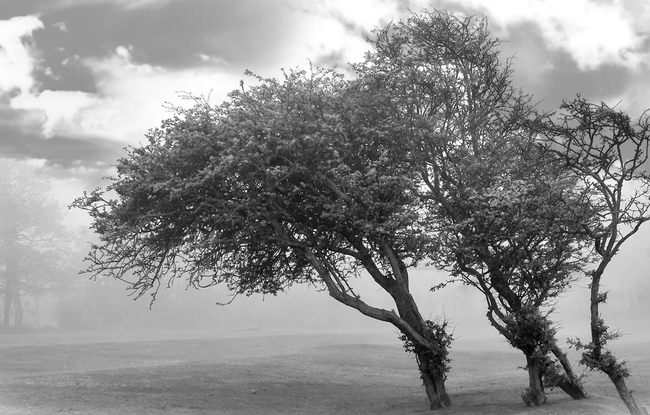 Photo wallpaper clouds, trees, black and white
