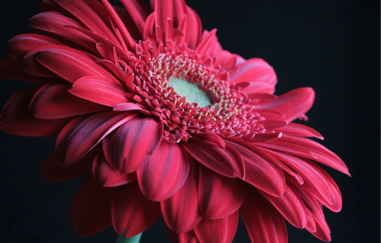Photo wallpaper flower, macro, red, gerbera