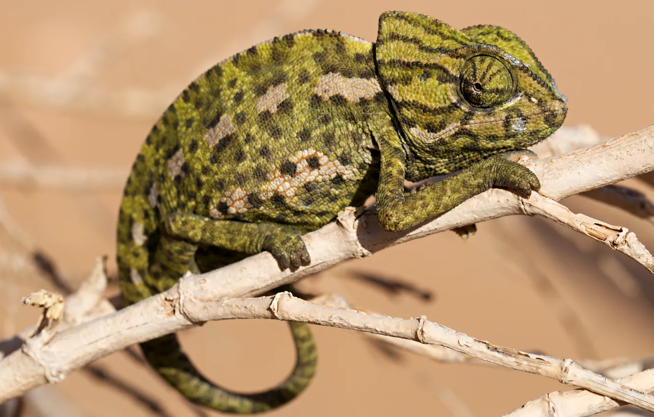 Photo wallpaper eyes, look, pose, green, chameleon, background, legs, branch