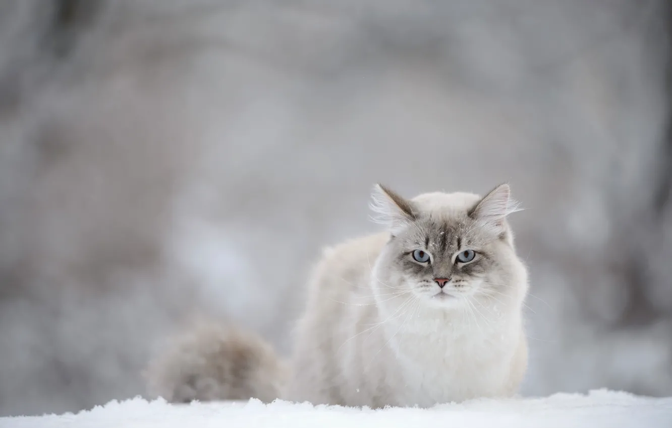 Photo wallpaper cat, look, snow