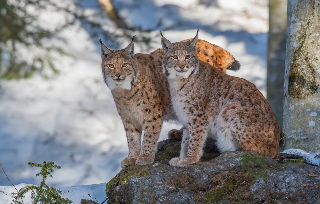 Photo wallpaper winter, snow, cats, nature, stone, two, pair, lynx