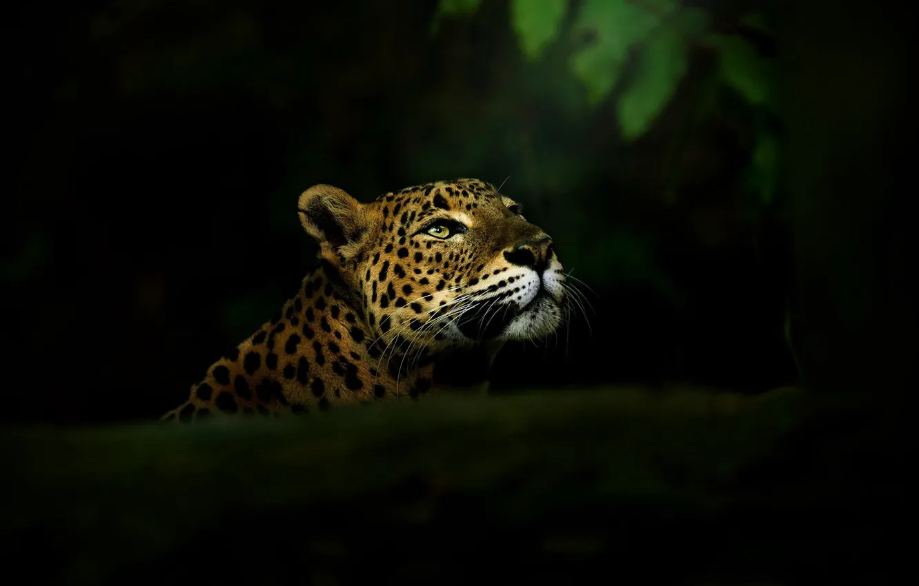 Photo wallpaper look, face, leaves, darkness, the dark background, portrait, leopard, log