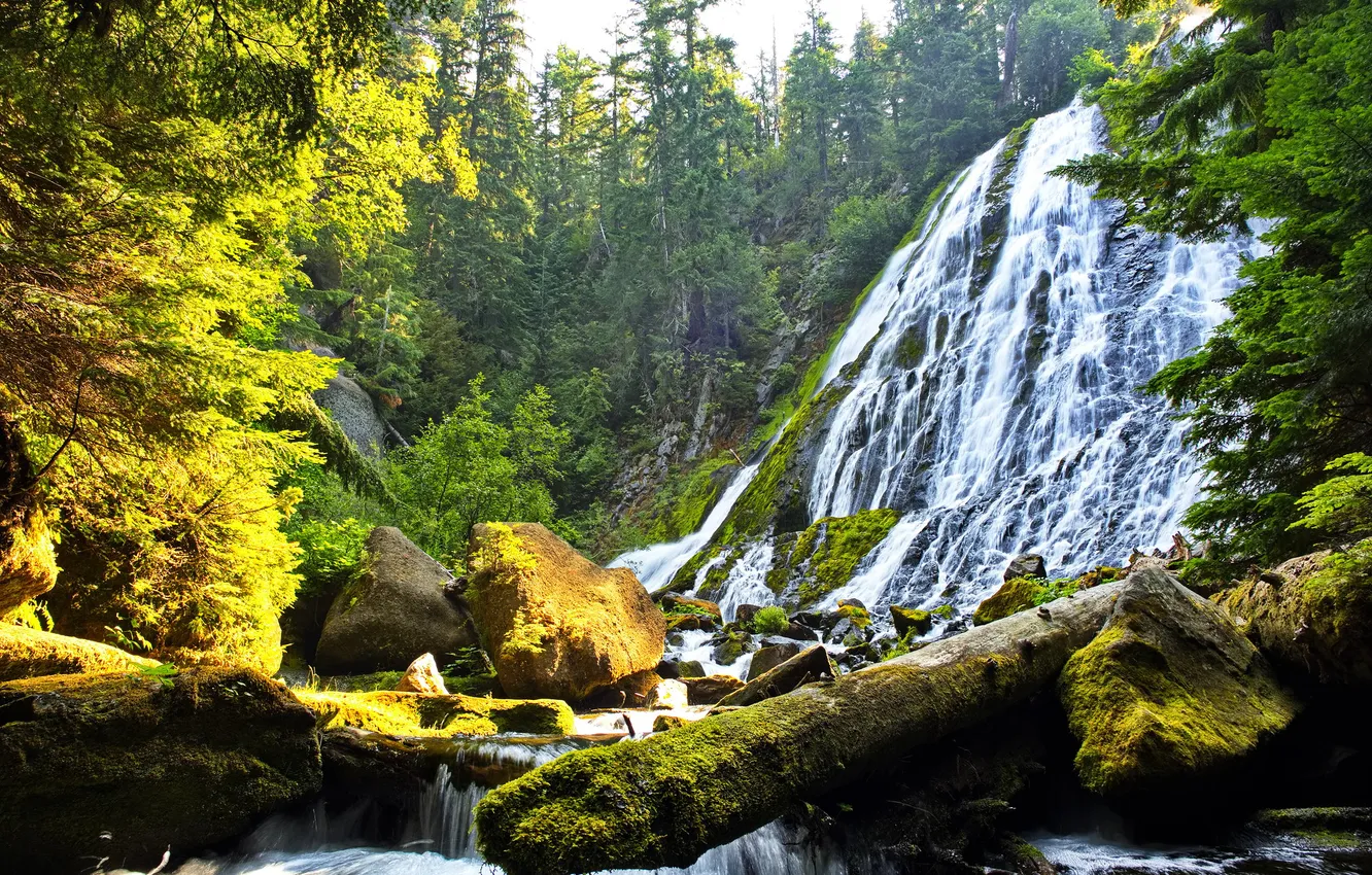 Photo wallpaper forest, light, stones, waterfall, stream, log