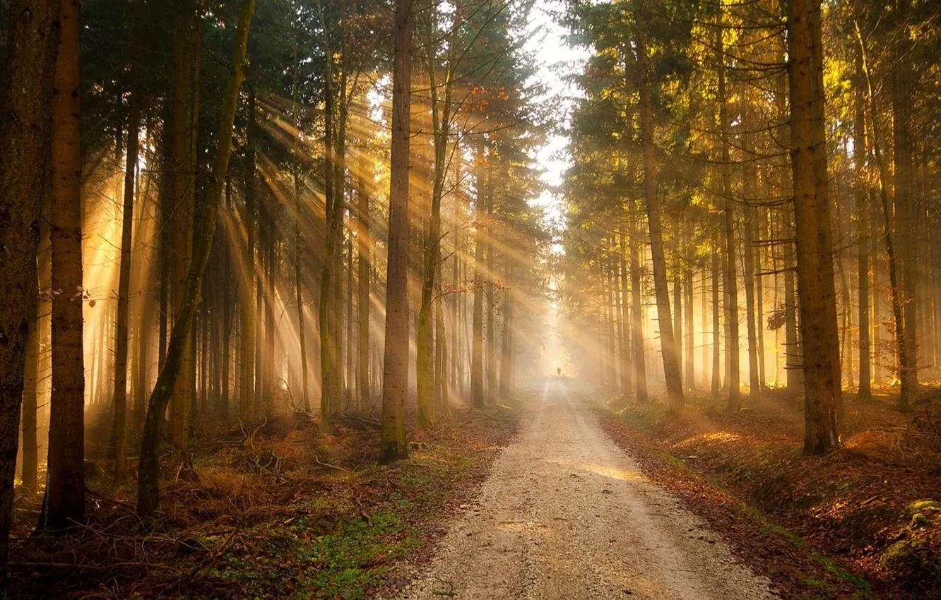 Photo wallpaper road, forest, the sun, light, morning, silhouette