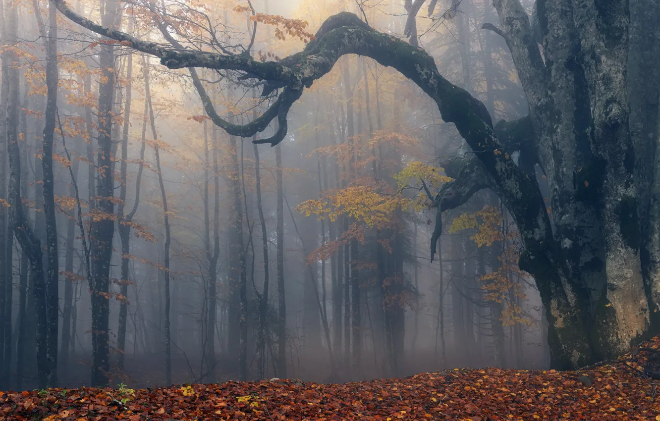 Photo wallpaper autumn, forest, fog
