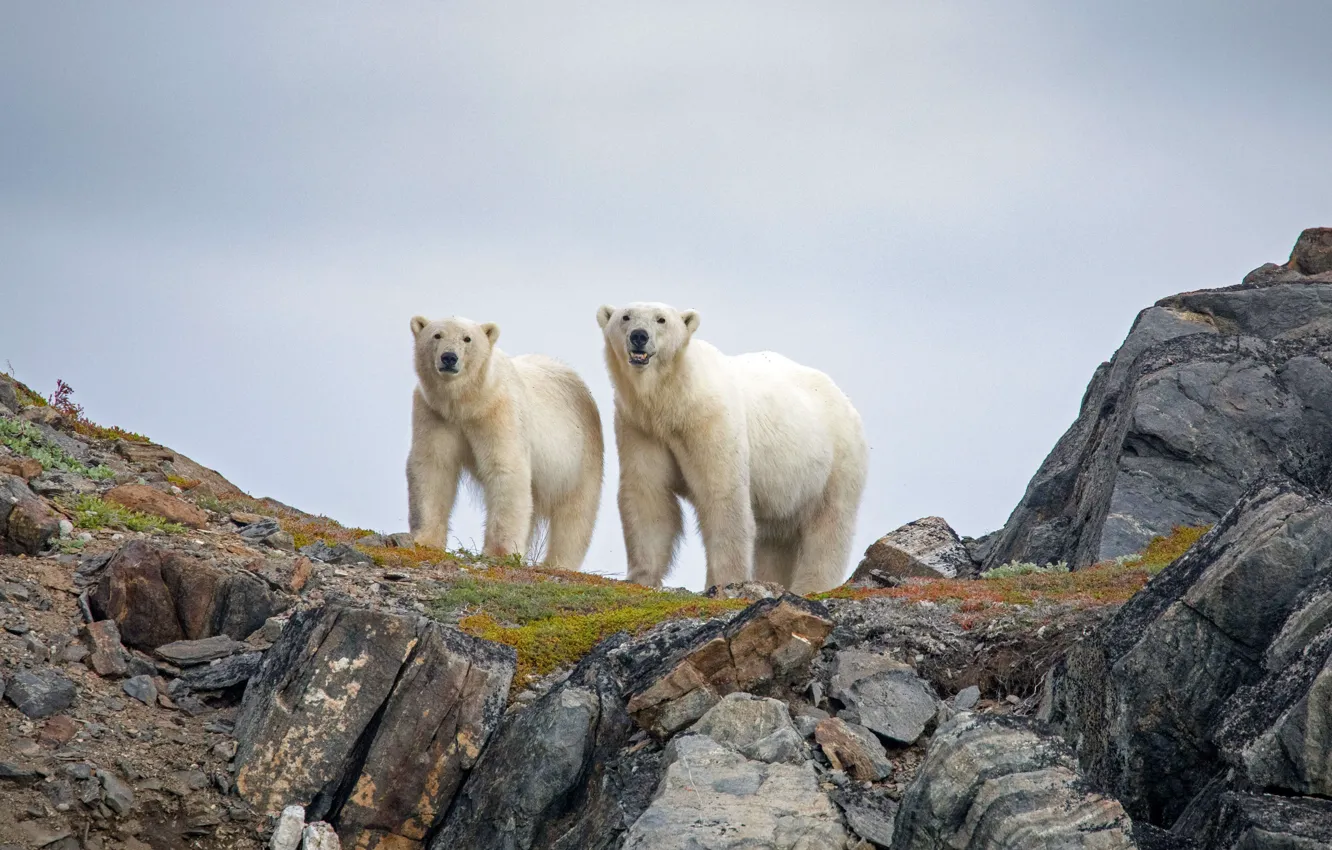 Photo wallpaper Canada, polar bears, Torngat Mountains National Park