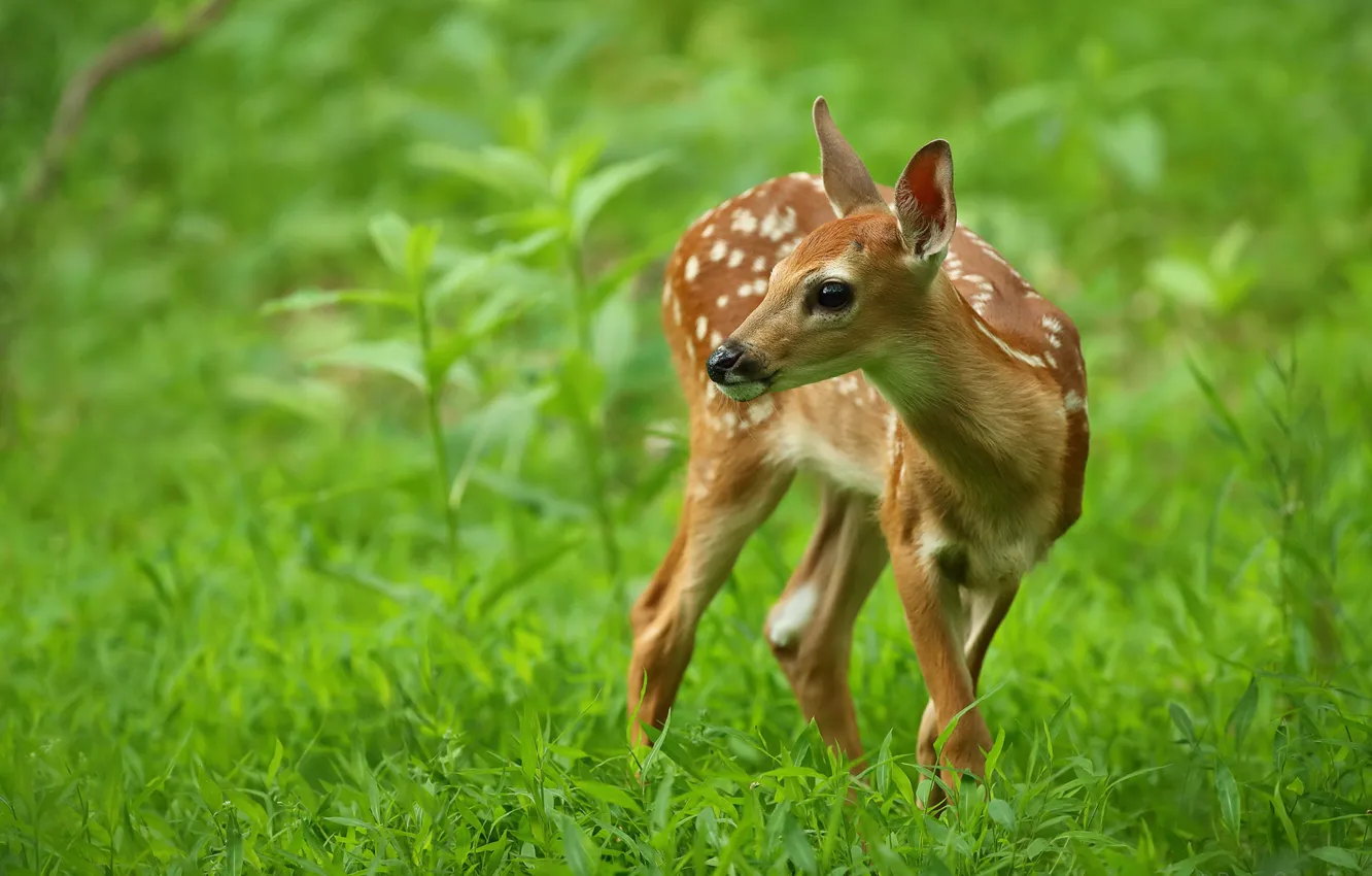 Photo wallpaper greens, grass, look, leaves, nature, glade, deer, baby
