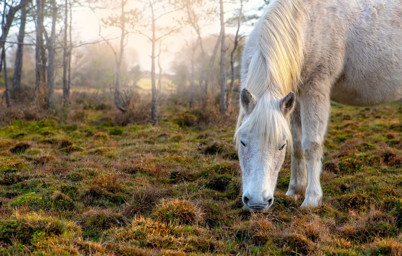 Photo wallpaper autumn, white, grass, face, nature, horse, glade, horse