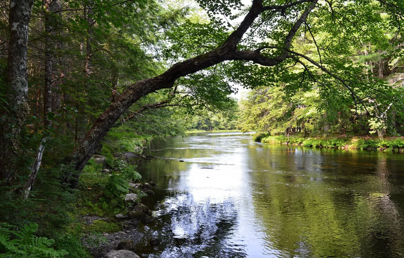 Photo wallpaper greens, landscape, nature, river, beauty, spring