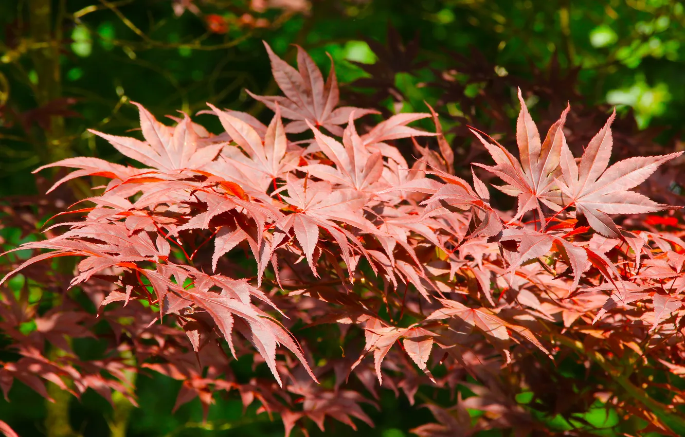 Photo wallpaper red, leaf, twig