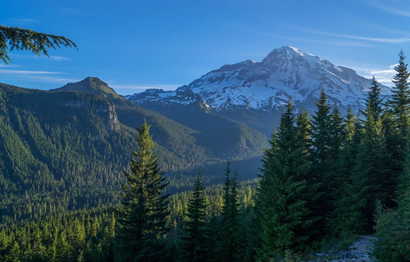 Photo wallpaper forest, mountains, USA, Mount Rainier