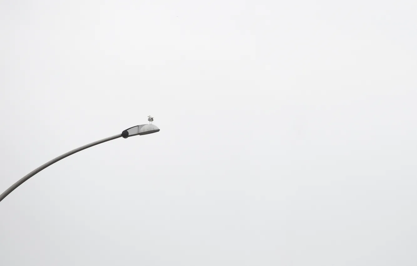 Photo wallpaper fog, bird, lamp
