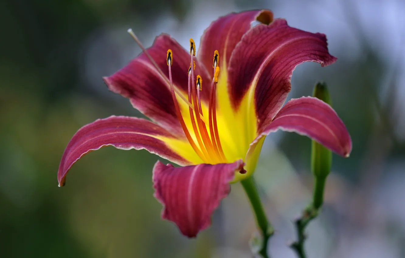 Photo wallpaper flowers, Lily, petals