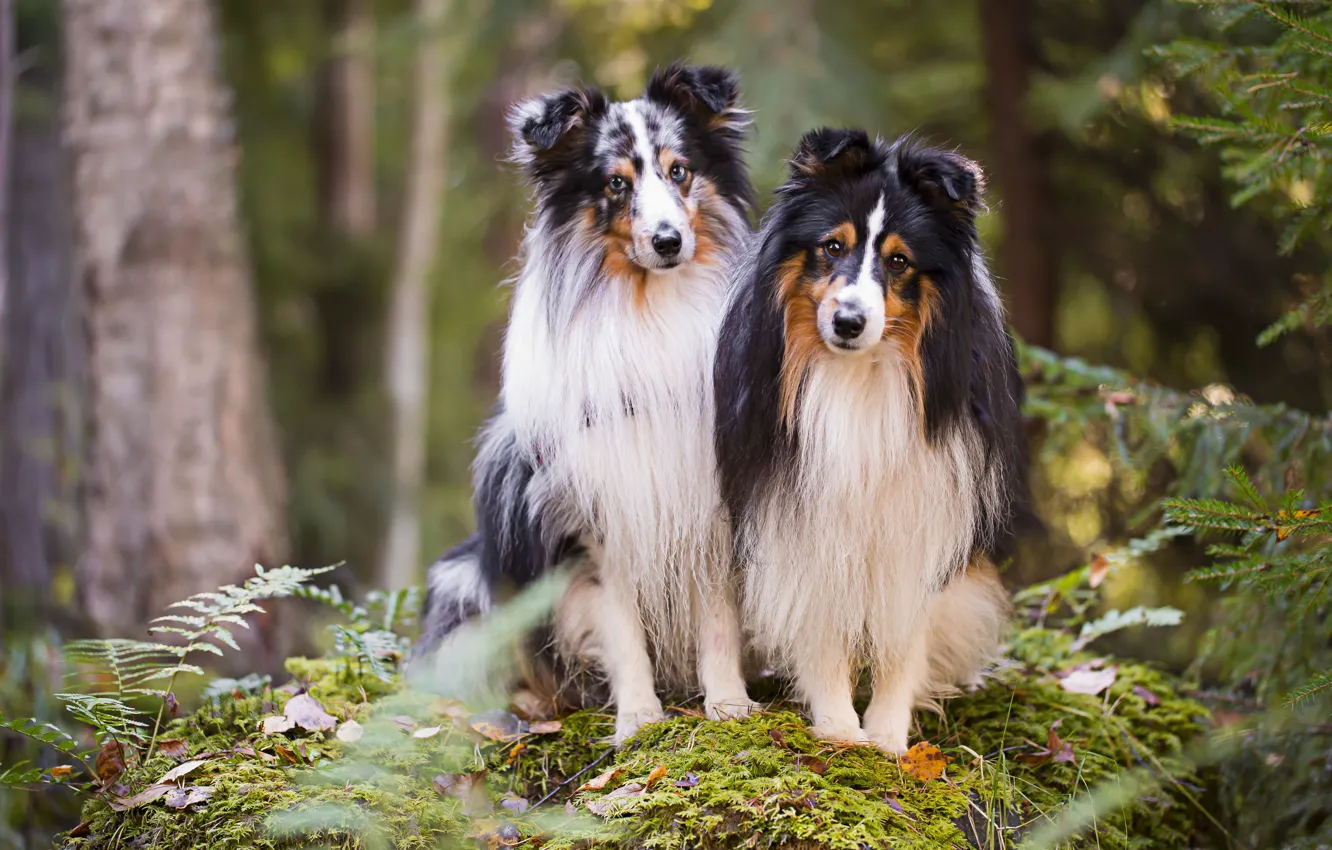 Photo wallpaper look, nature, pose, dog, face, a couple, Duo, collie