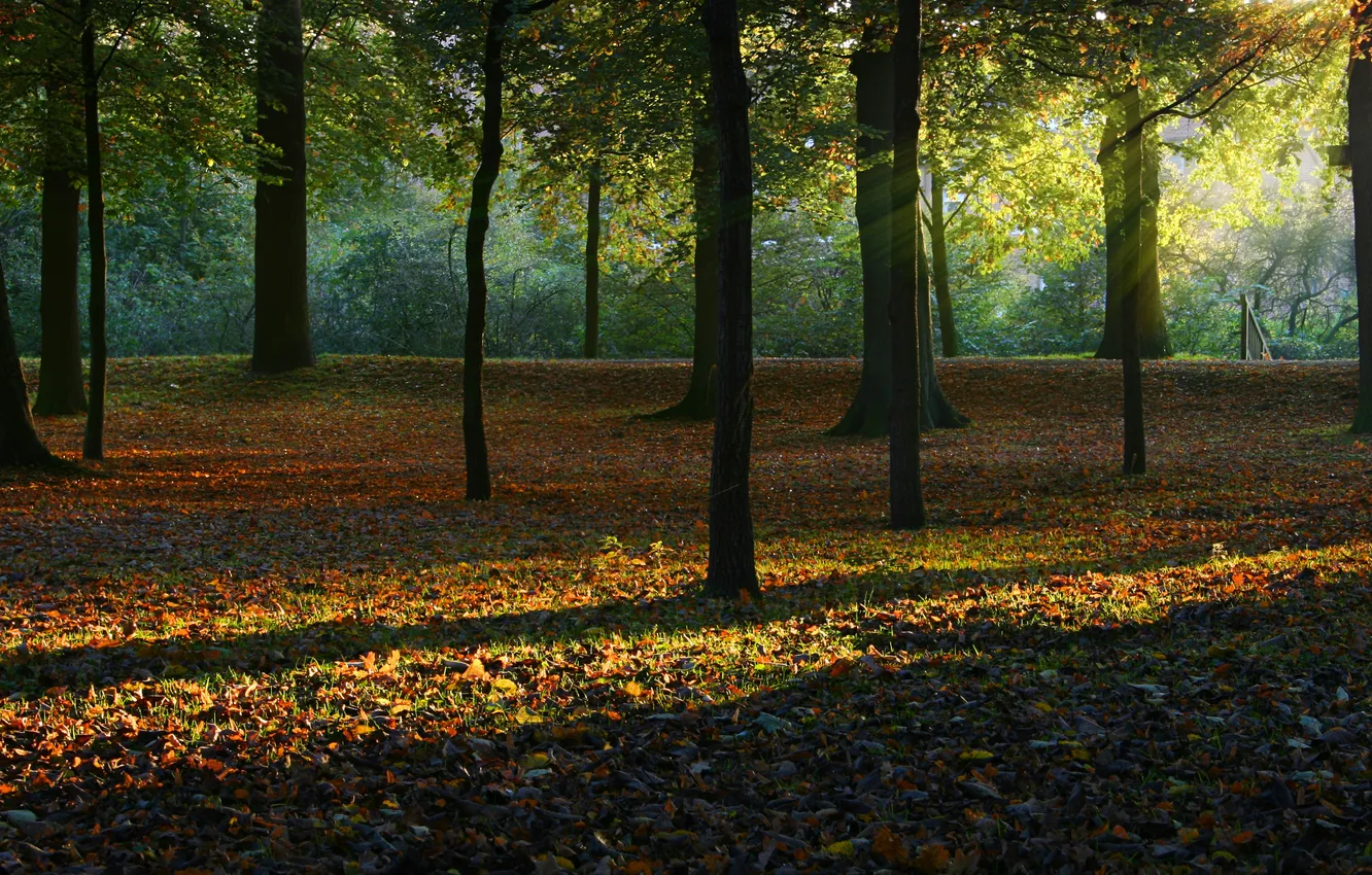 Photo wallpaper autumn, forest, leaves, trees, nature, the rays of the sun
