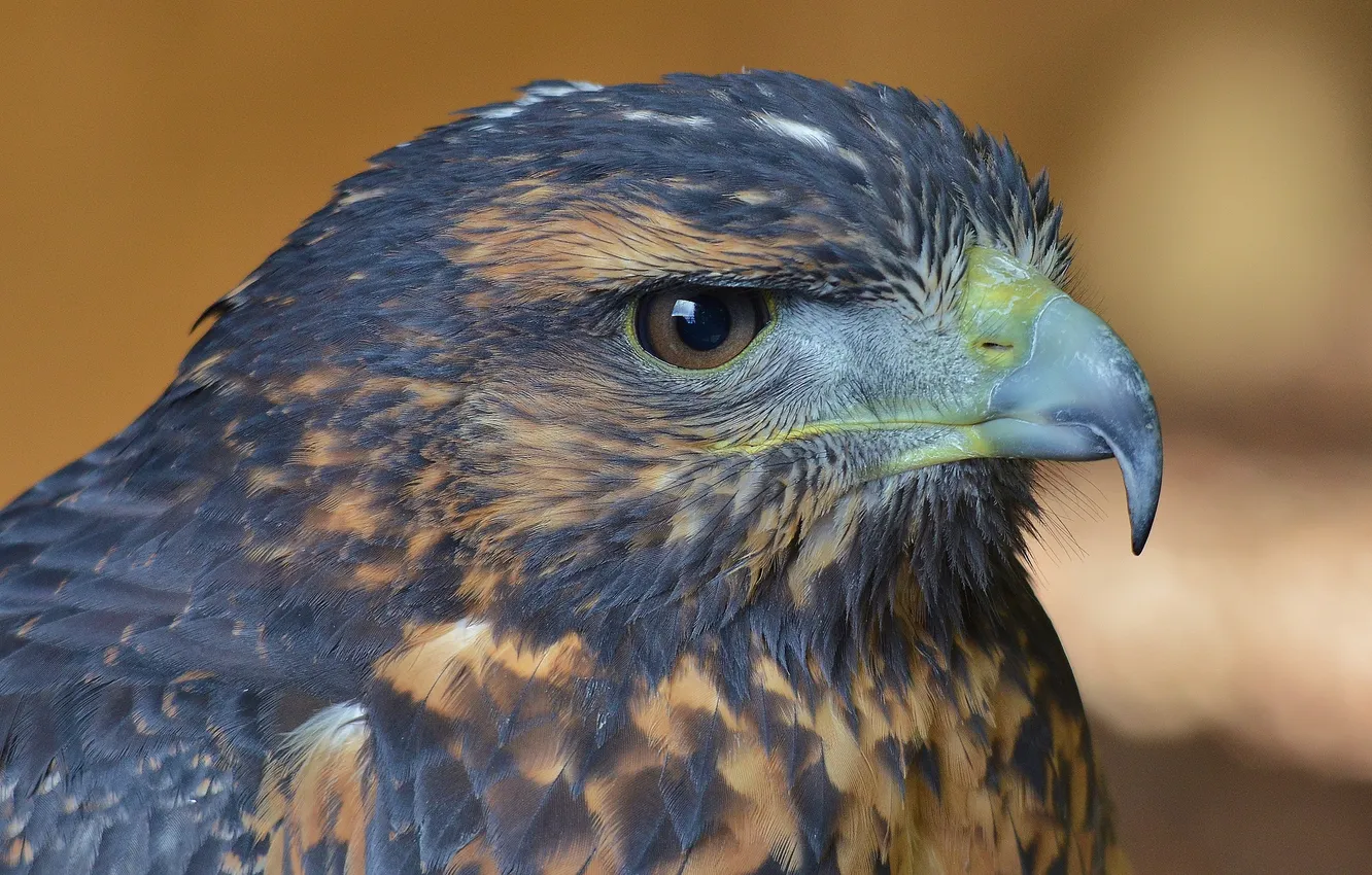 Photo wallpaper blue, bird, eagle, predator, Buzzard, Chilean