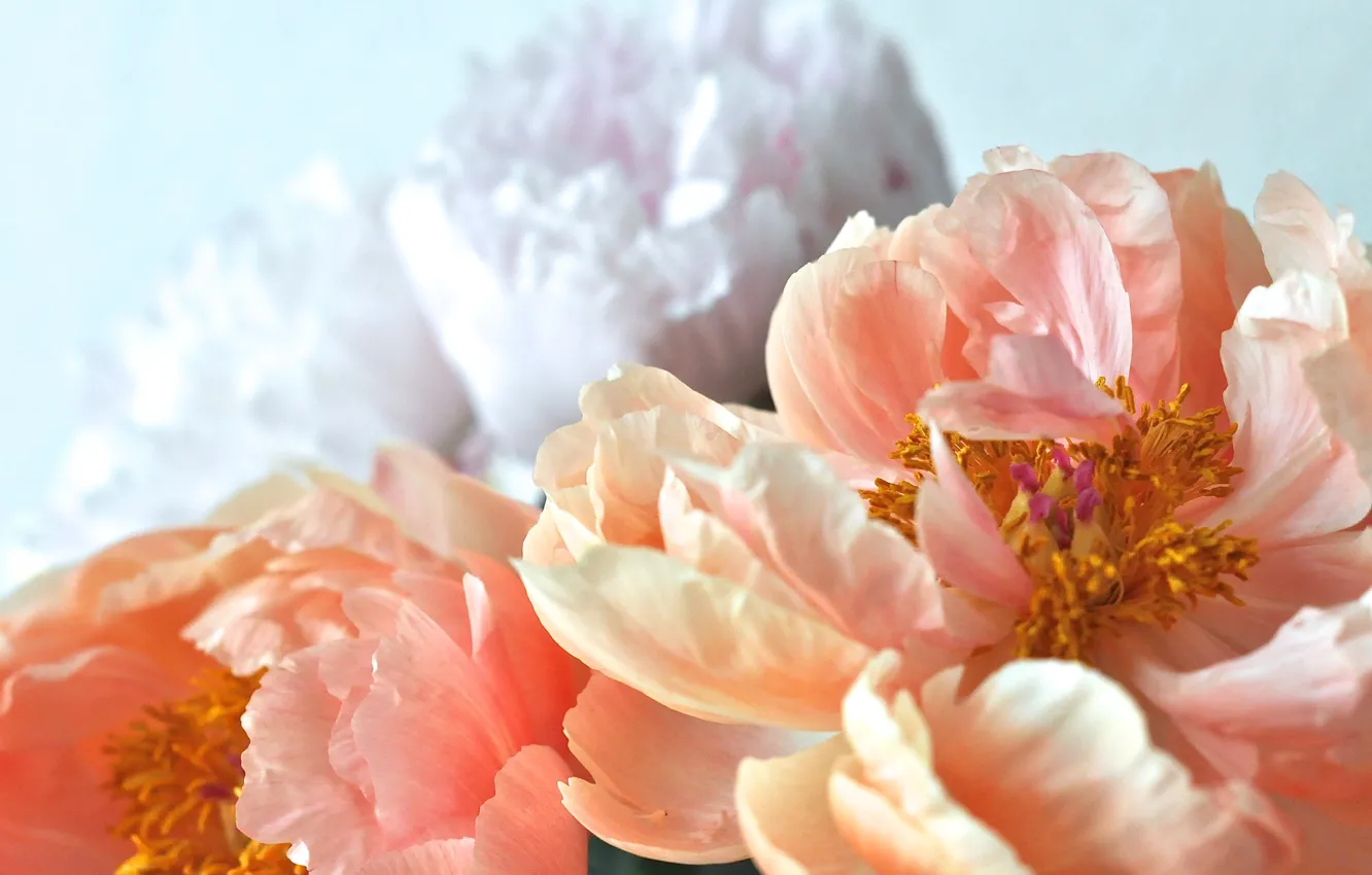 Photo wallpaper flowers, beautiful, peonies