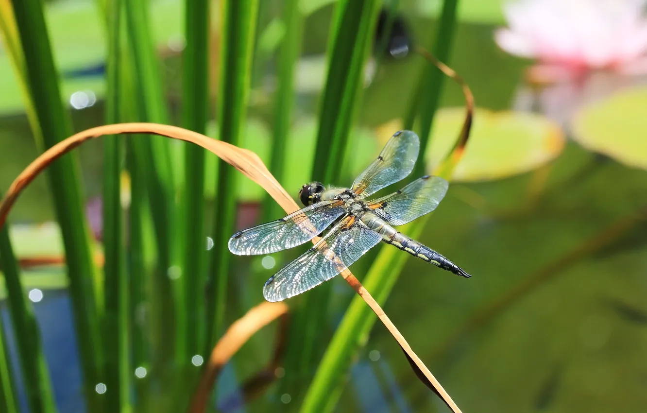 Photo wallpaper greens, background, dragonfly