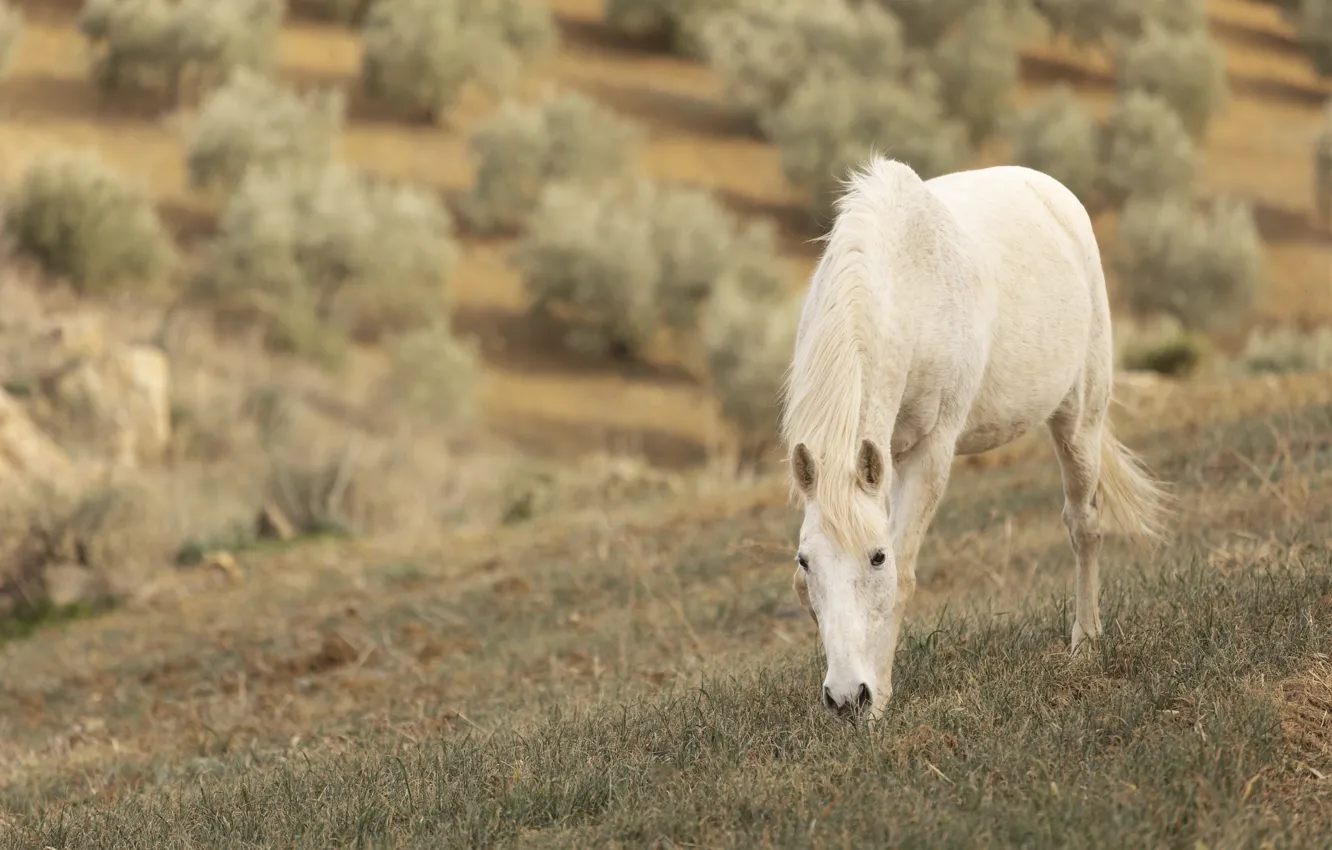 Photo wallpaper grazing, horse, pasture, white, bokeh, field, grass, horse
