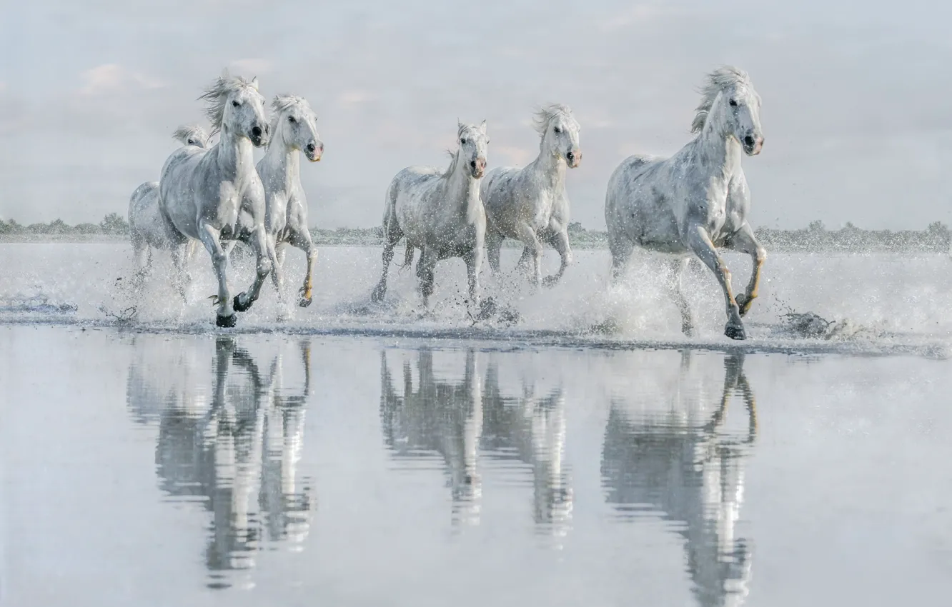 Photo wallpaper water, shore, horses, horse, running, white, pond, gallop