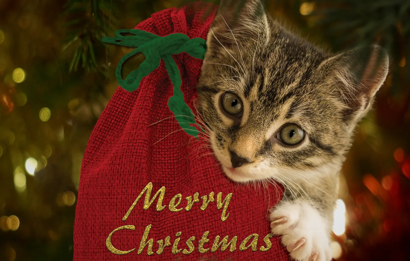 Photo wallpaper cat, kitty, holiday, Christmas, New year, new year decorations