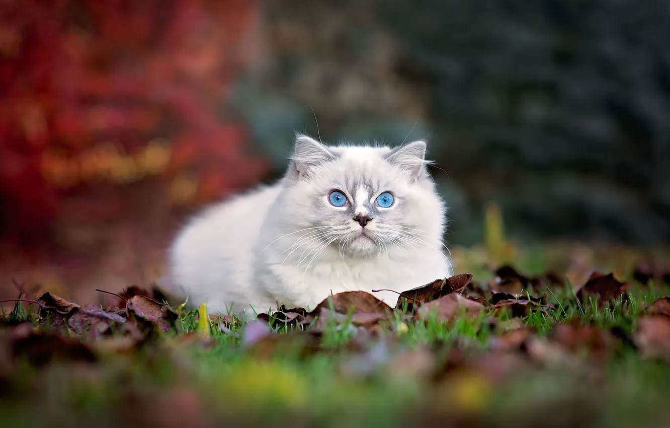 Photo wallpaper autumn, cat, cat, nature, foliage, fluffy, lies, kitty