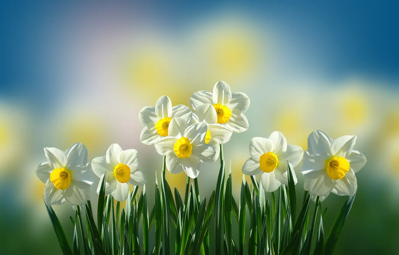 Photo wallpaper Blur, Flowers, Daffodils