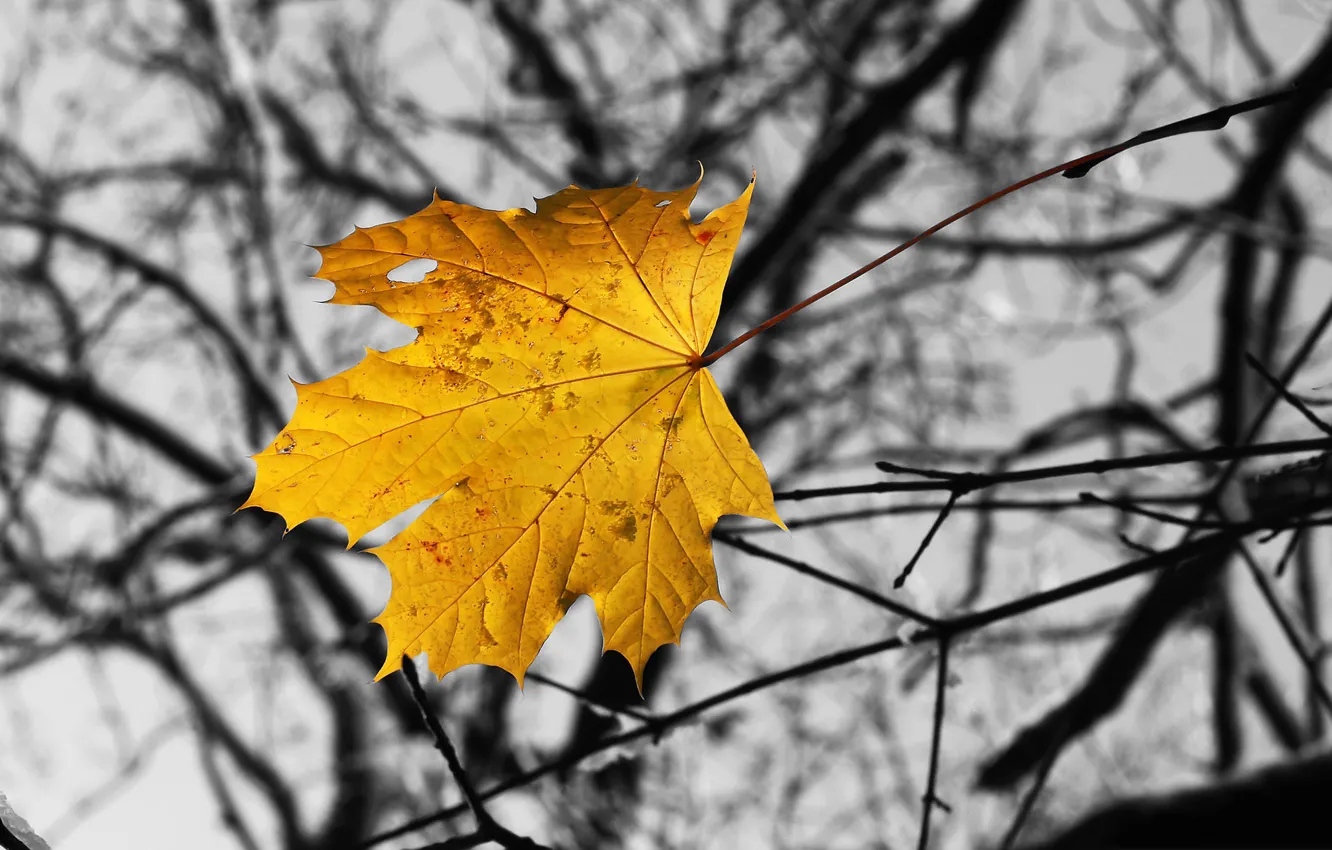 Photo wallpaper autumn, branches, sheet, maple