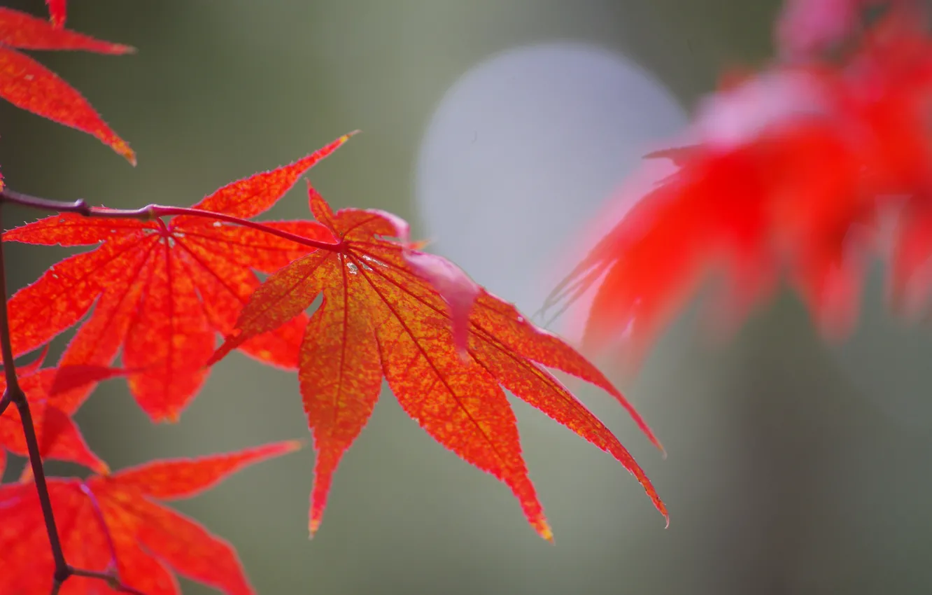 Photo wallpaper autumn, leaves, nature, maple, Blik