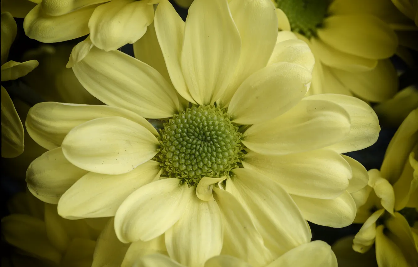 Photo wallpaper macro, petals, chrysanthemum