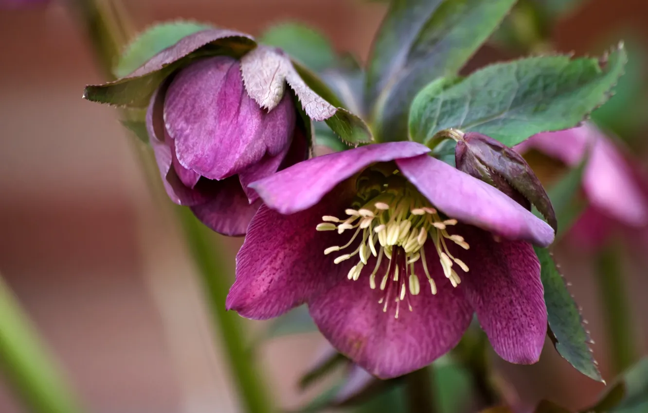 Photo wallpaper flowers, hellebore, Helleborus
