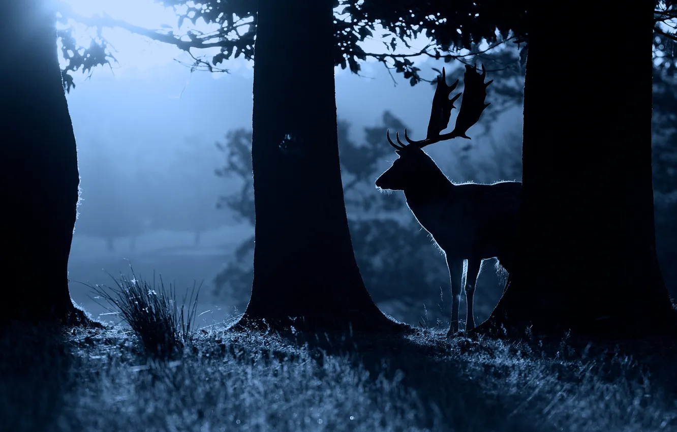 Photo wallpaper night, nature, animal, deer, silhouette, nature